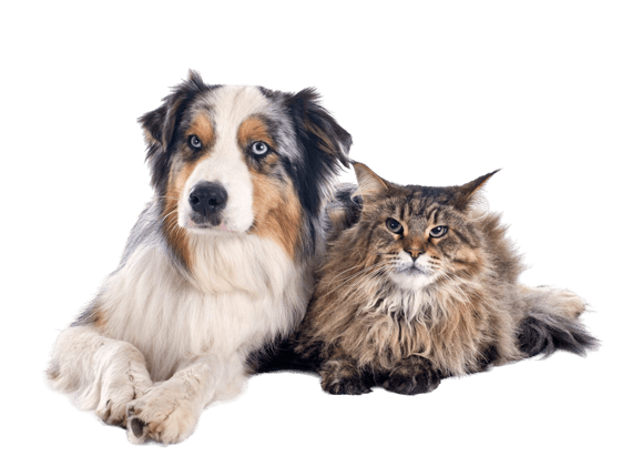 Productos Veterinarios Productos Veterinarios en Farmacia Azuqueca
